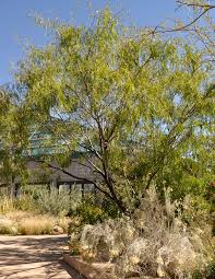 Image result for Prosopis glandulosa
