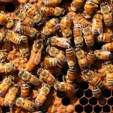 Image result for Queen bee
