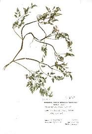 Image result for Oenanthe mildbraedii