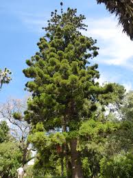 Image result for Araucaria cunninghamii