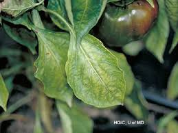 Fertilizers are a critical component to growing a strong, healthy garden. Nutrient Deficiency Of Vegetable Plants University Of Maryland Extension