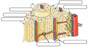Compact and spongy.the names imply that the two types differ in density, or how tightly the tissue is packed together. Notes Ch 7 Skeleton