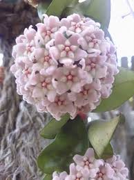 Check spelling or type a new query. Hoya Carnosa Compacta Hindu Rope Crazy Plants Crazy Critters