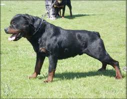 Erkek Rottweiler Kopek Black Dogs Breeds Rottweiler Dog Shepherd Dog Breeds
