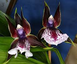 Zygopetalum 003 Beautiful Orchids Orchid Care Orchids