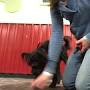 Video for DogLogic Dog Training