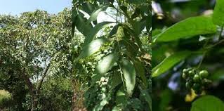 Image result for Lannea welwitschii