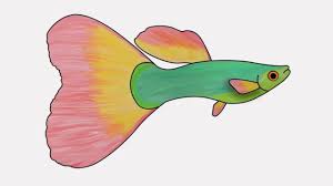 Appearance and color of guppy fish. How To Draw A Guppy How To Draw A Guppy Fish Step By Step Guppy Drawing For Kids Youtube