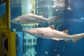 L Anneau Des Requins Picture Of Grand Aquarium Saint Malo Tripadvisor Step through the cobblestone streets within the walls and see the. l anneau des requins picture of grand