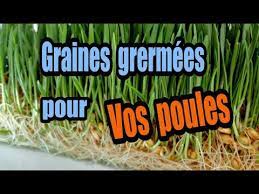 Graines Germees Youtube