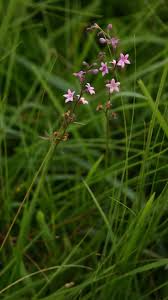 Image result for Cyphia