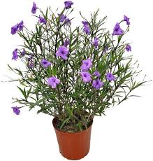 Image result for Ruellia praetermissa