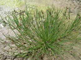 Image result for Cyperus laevigatus