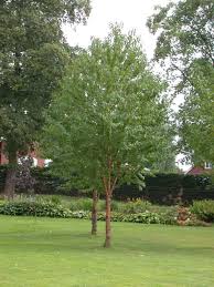 Facebook is showing information to help you better understand the purpose of a page. Prunus Maackii Koreahegg Norwegian University Of Life Sciences Nmbu As Norway