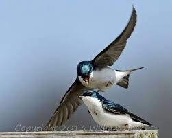 Tree Swallows Beautiful Birds Bird Feathers Bird Photo