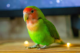Image result for parrot
