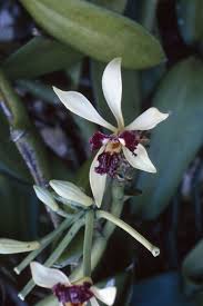 Image result for Bolusiella iridifolia