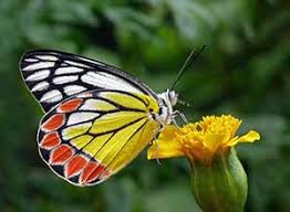 But they actually taste using their feet! Marigolds Best Varieties For Butterflies