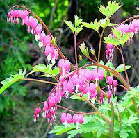 Gardens Inspired Prune Your Perennial Flower Garden Garden Flowers Perennials Flowers Perennials Perennials