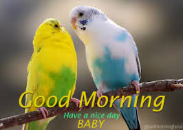 Free Free Love Birds Good Morning Images