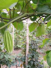 Image result for Telfairia occidentalis