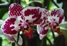 Cosa Fare Con Orchidea Appena Comprata?