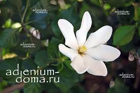 Image result for Gardenia cornuta