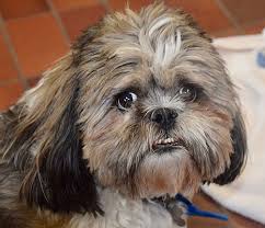 Maybe you would like to learn more about one of these? Des Moines Ia Shih Tzu Meet Baxter A Pet For Adoption