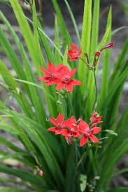 Image result for Freesia grandiflora