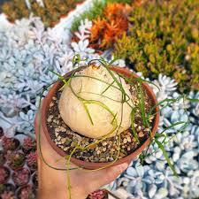 Image result for Cyphia