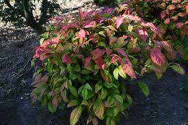 Get all the details below! Nandina Fire Power The Biking Gardener