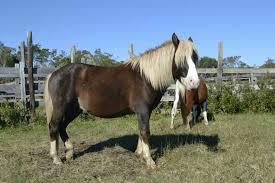 pin on chincoteague ponies