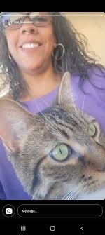 Gray tabby cat found in Nampa, ID area