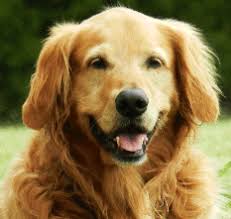 Treatment with prednisone (a corticosteroid). Lymphoma In Dogs Mar Vista Animal Medical Center