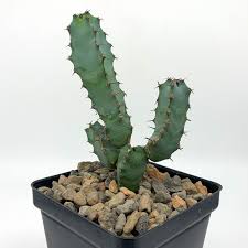 Image result for Euphorbia confinalis