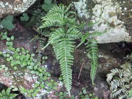 Image result for Pteris