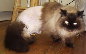 Click here for all the information and breed characteristics regarding himalayan cat's history, size, personality himalayan colorpoint persian cats have pointed markings and gorgeous blue eyes like siamese cats. Monkey Lion Ft Nova Cat Clinic Arlington Va Cat Only Veterinarian Hospital