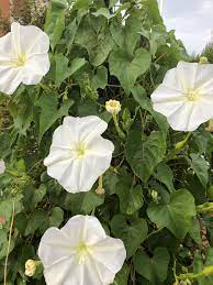 Ipomoea Alba Morning Glory Flowers Plant Leaves White Gardens