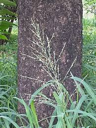 Image result for Dinebra