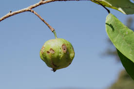 Image result for Sclerocroton