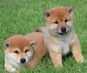 EASTWOOD SHIBAS – Shiba Inus, Parkersburg, West Virginia