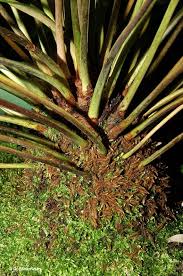 Image result for Todea