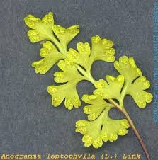 Image result for Anogramma leptophylla
