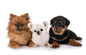 In fact, hgtv seems to be on the island every few months filming new episodes of house hunters international, beachfront bargains, and caribbean life, featuring some of the island's many available properties. Memorials Honorariums St Croix Animal Friends