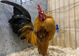 Bantam chickens generally live for between 4 and 8 years but can live for 10 to 15 years if they are very well cared for. Serama Bantams Serama Bantams