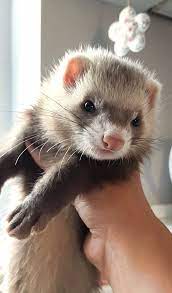 900 I Ferrets Ideas In 2021 Cute Ferrets Ferret Pet Ferret