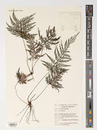 Image result for Abrodictyum rigidum