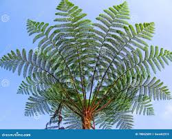 Image result for Cyathea dregei