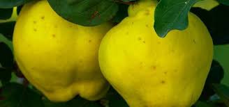 Kann Man Quitten Roh Essen Das Solltest Du Wissen Roh Essen Obst Und Essen