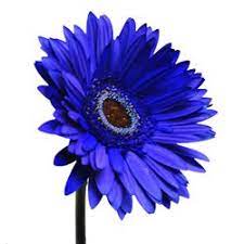 My Favorite Color Is Blue And I Love Gerber Daisies Gerber Daisies Blue Flowers Flowers